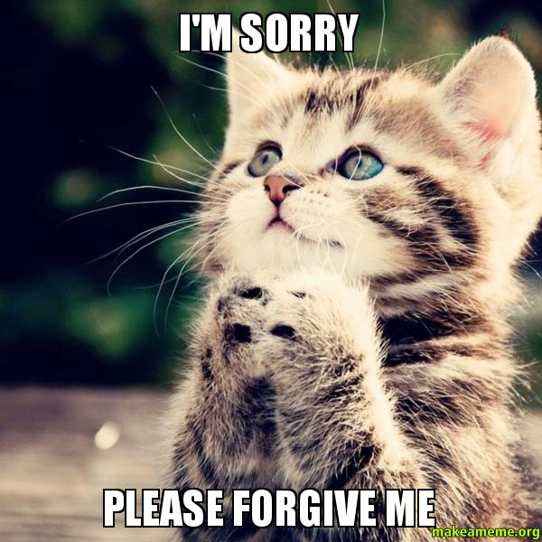 11 Purrfect I'm Sorry Memes Random Funny Cat