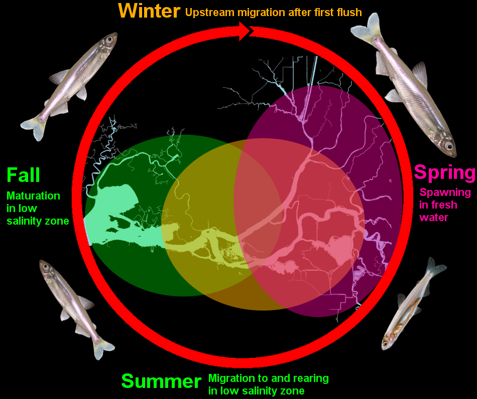 Delta Smelt Life Cycle and Migration. (modified from IEP, 2015) Click Image to Enlarge