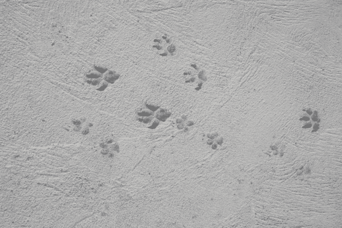 The dogs footprints on cement floor How Long Before You Can Walk on Concrete