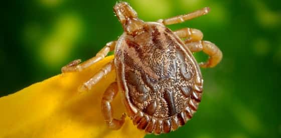 bed bugs Get rid of Bed Bugs