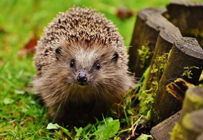 hedgehog hedgehog