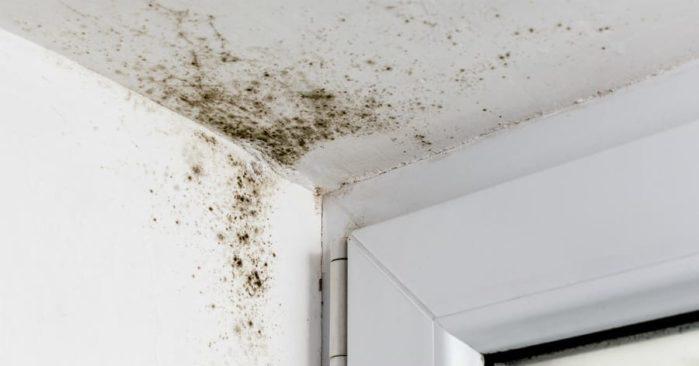 Mold Remover Mold Remediation Inspection Steps