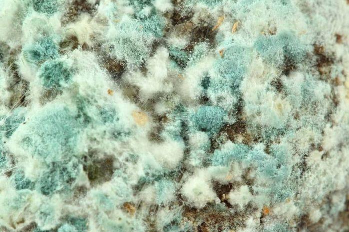 Why Mold Grows Mold Remediation Inspection Steps