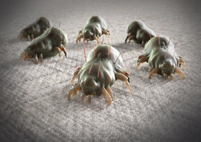 Bed Bugs A Guide To Pest Control