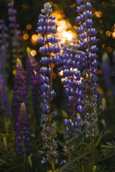 lavander Best Plants To Repel Mosquitoes