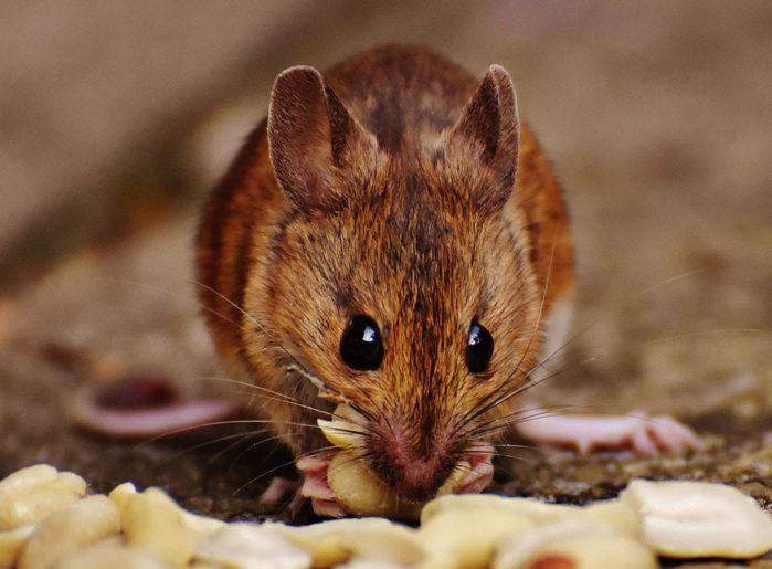 rat rat