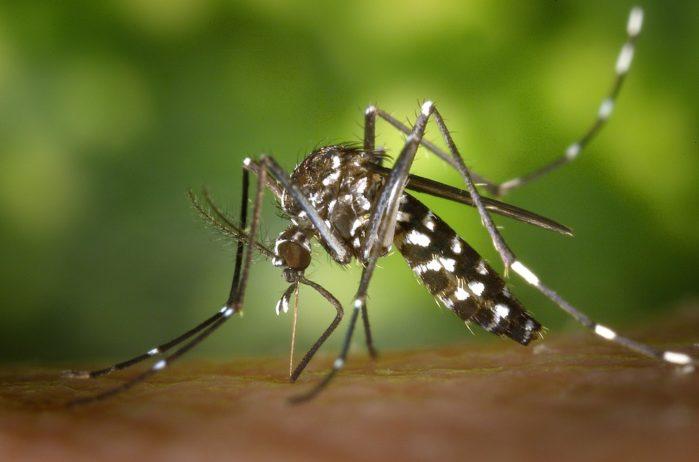 tiger-mosquito A Guide To Pest Control