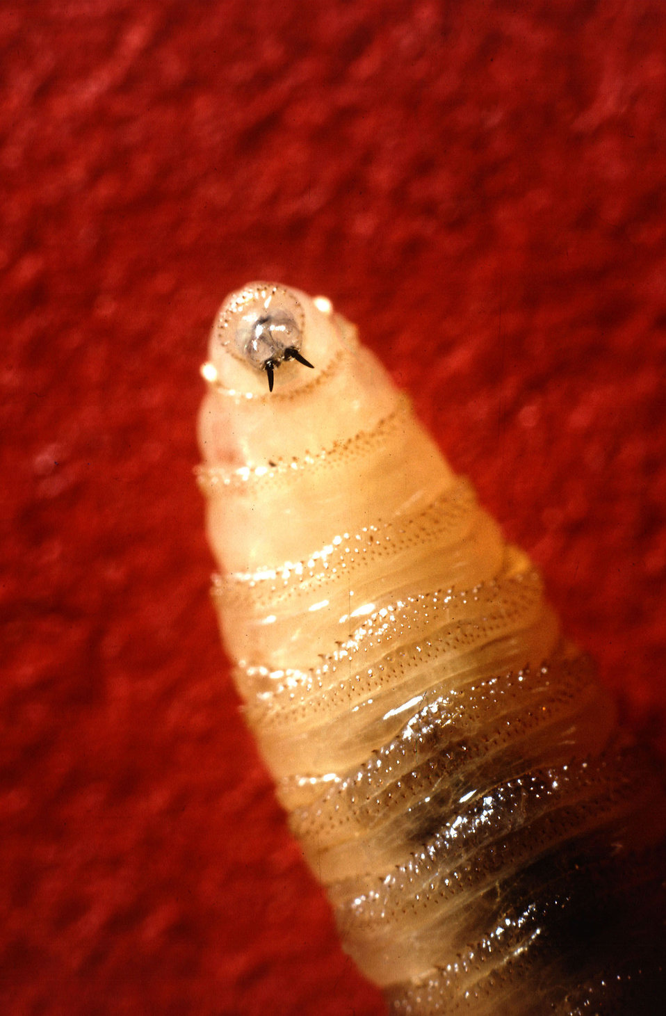 Worm Free Stock Photo Tusklike mandibles protruding from the