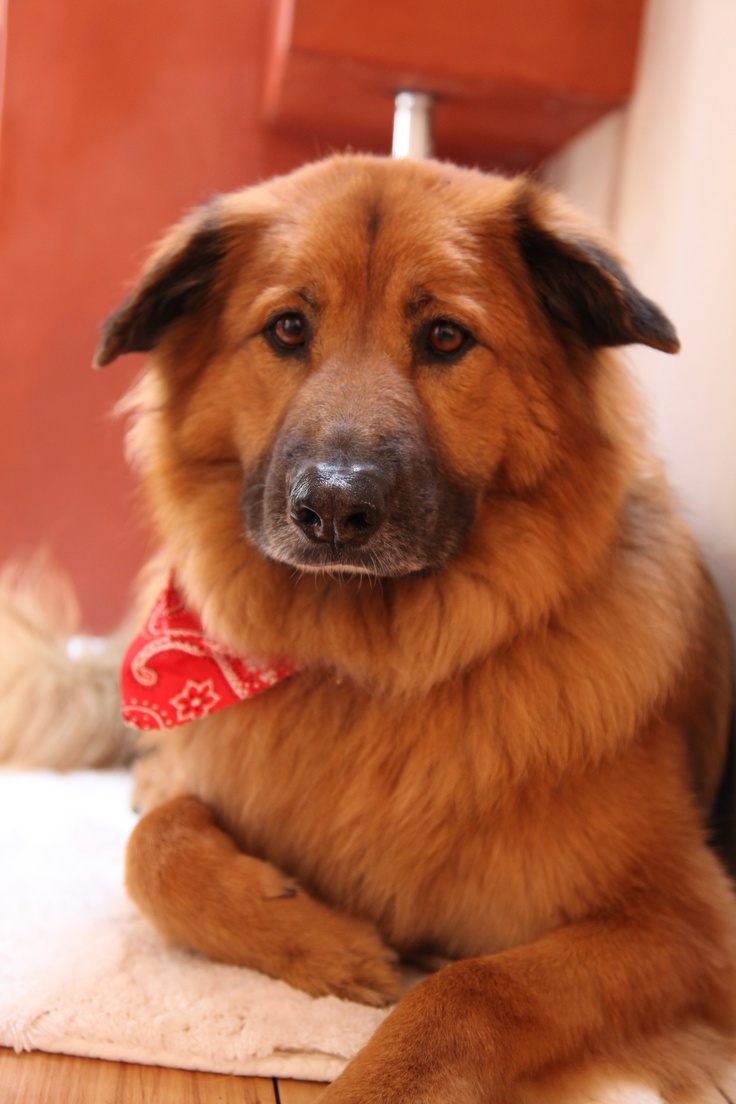 Chelsea Handler's dog, Chunk. (Chow Sheppard Mix). Animals