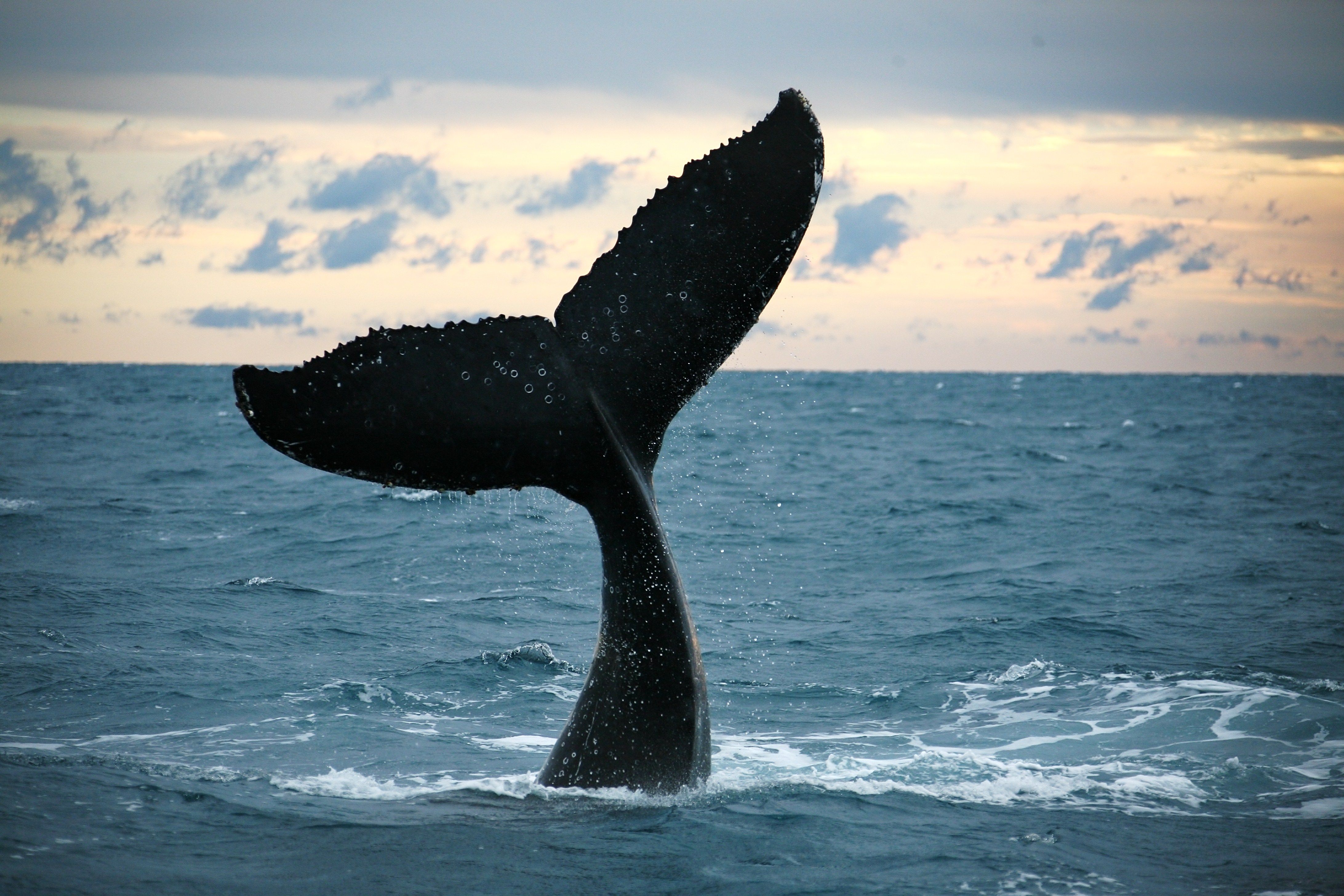 A whale tail dancing in the Hervey Bay sunset whalewatching herveybay