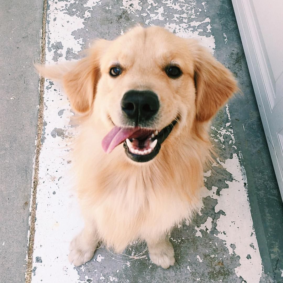 Is this a happy Golden Retriever puppy or what? My Loves Pinterest