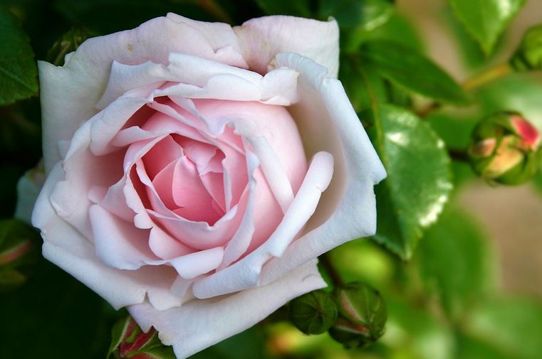 50 Gambar Bunga Mawar Tercantik Di Dunia Warna Putih Ungu Pink - Lukisan bunga mawar 3 dimensi #lukisan #bunga #mawar #3 #dimensi 50 Gambar Bunga Mawar Tercantik Di Dunia Warna Putih Ungu Pink, Lukisan bunga mawar 3 dimensi