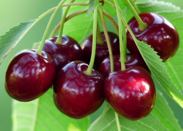 50 Gambar Buah Buahan Segar Wallpaper Buah Lengkap Hd Salamadian - Lukisan buah buahan diatas meja #lukisan #buah #buahan #diatas #meja 50 Gambar Buah Buahan Segar Wallpaper Buah Lengkap Hd Salamadian, Lukisan buah buahan diatas meja