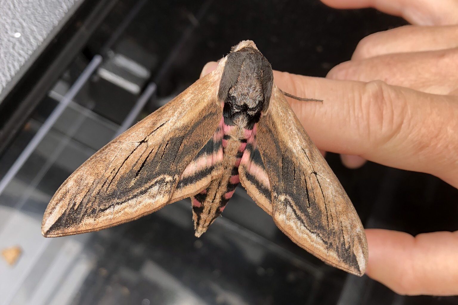 Eyed hawkmoth is the forest's dark star Sara Hudston