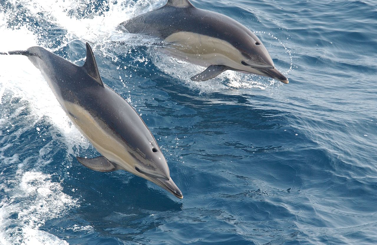 Five Common Dolphin Species • Scuba Diver Life
