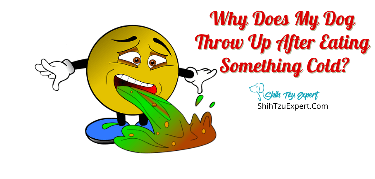 Why Does My Dog Throw Up After Eating Something Cold Shih Tzu Expert