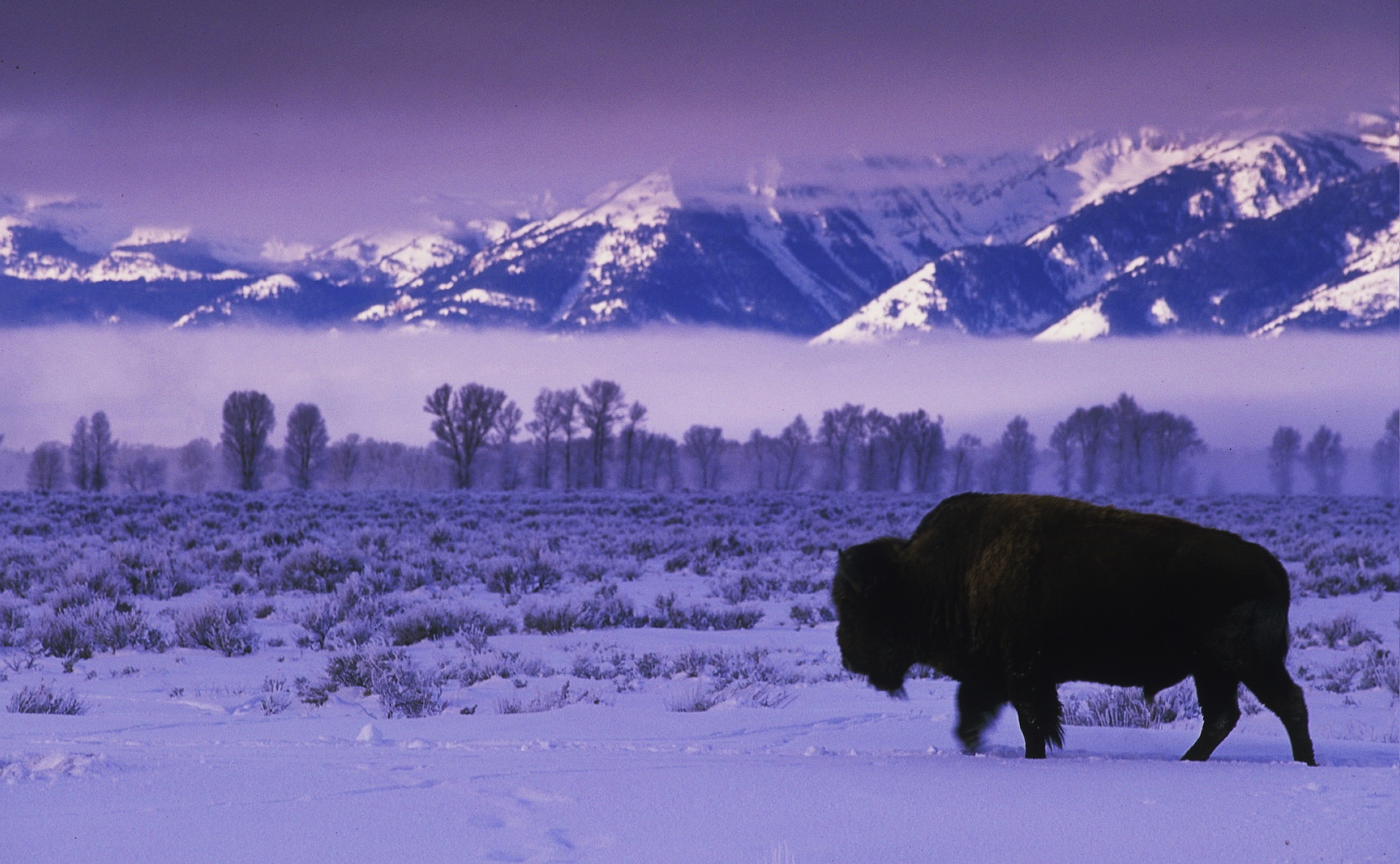 Buffalo in Winter Dr. Lisa Brady Grant, D.C.