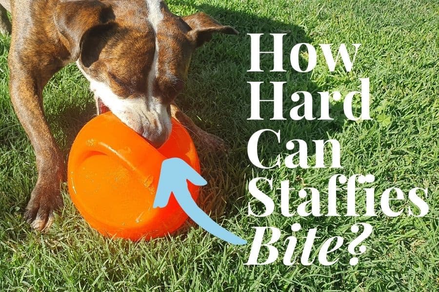 Do Staffies Have “Lock Jaw”? [The Truth About Staffy Bites]