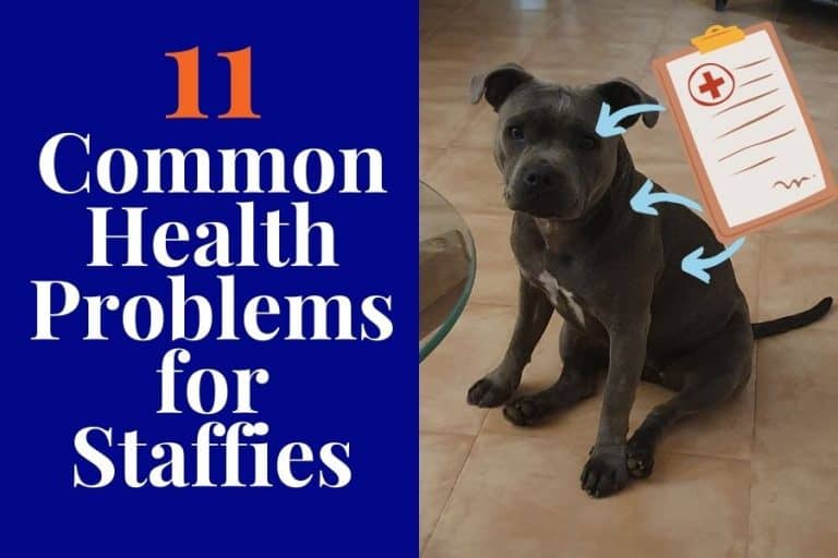 What Health Problems Do Staffies Have? [11 Illnesses to Be Aware of]