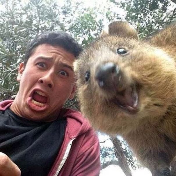 Quokka Selfie Bored Panda