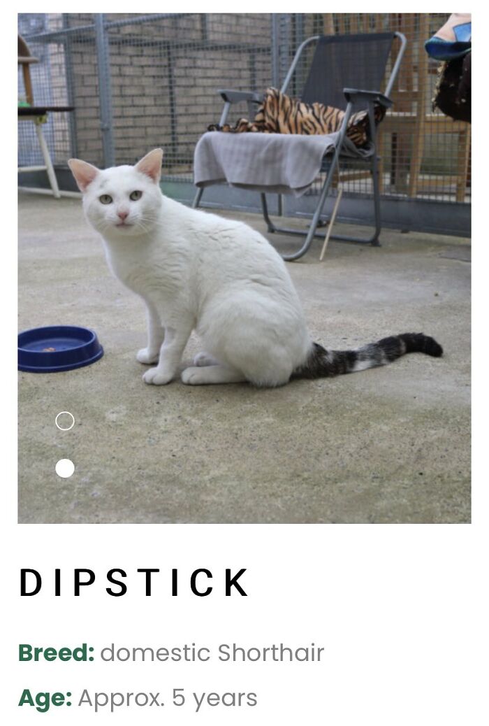 30 Of The Most Creative Pet Names Shared By "Petfinder Names" DeMilked