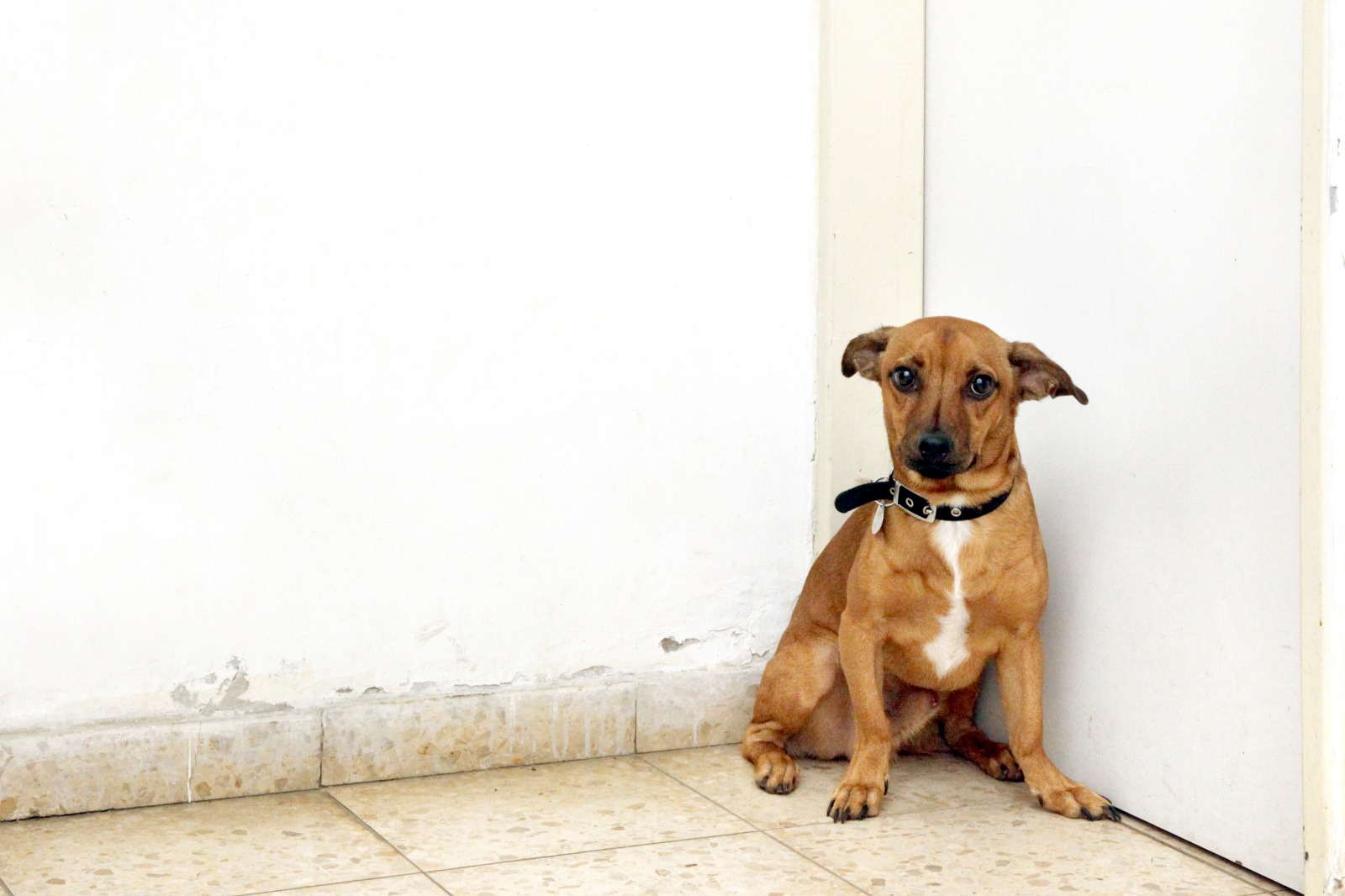 More pets abandoned, and more adopted, since coronavirus outbreak The