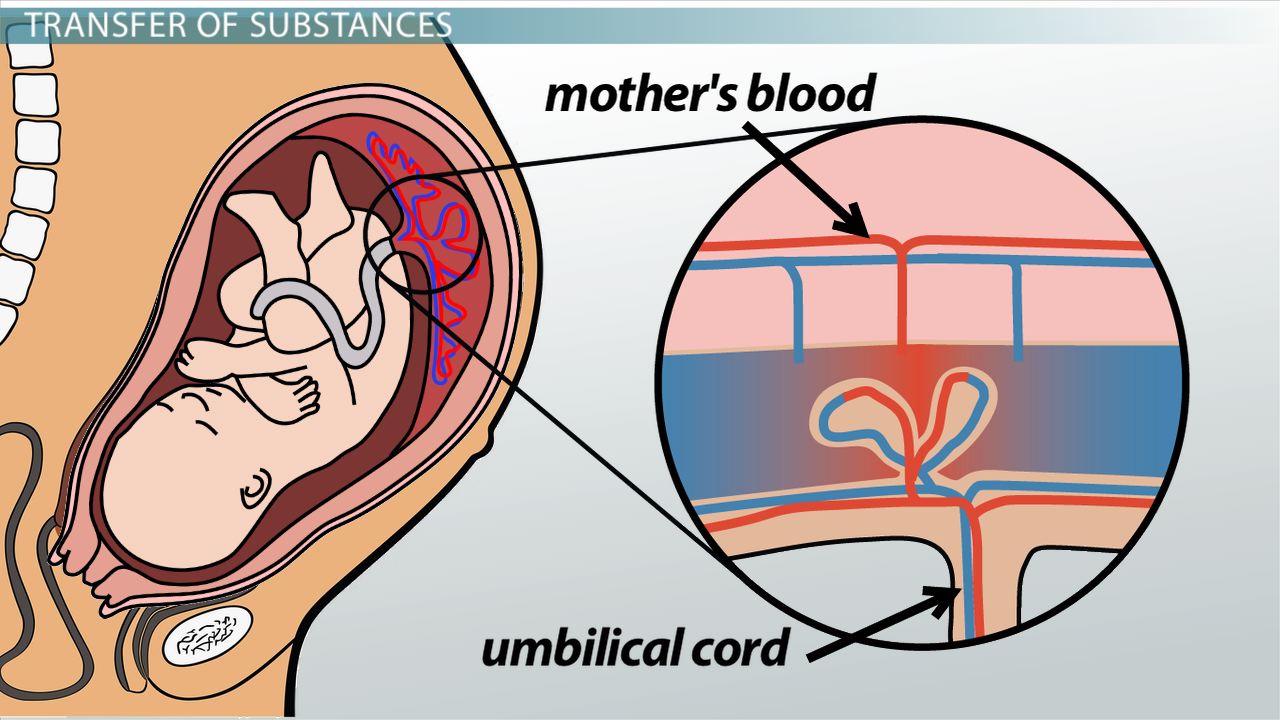 How the Placenta Nourishes the Fetus Video & Lesson Transcript