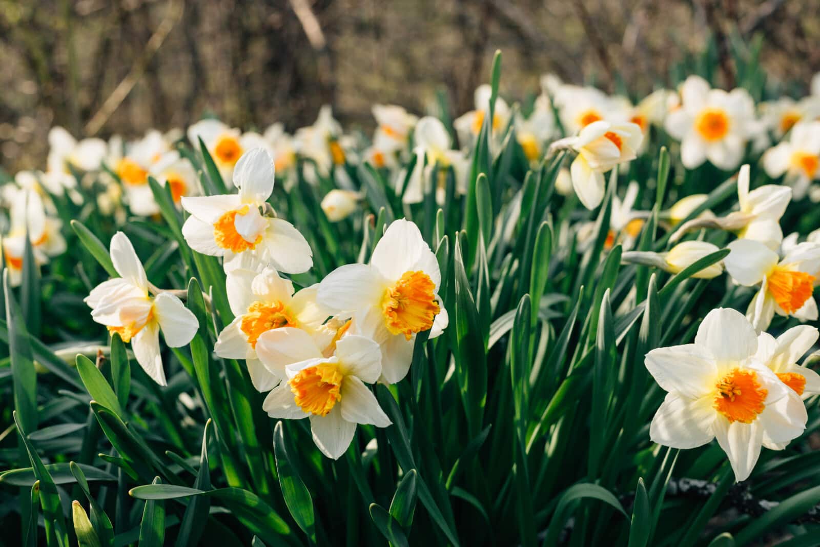 12 Flowers that Symbolize New Beginnings (List & Pictures)
