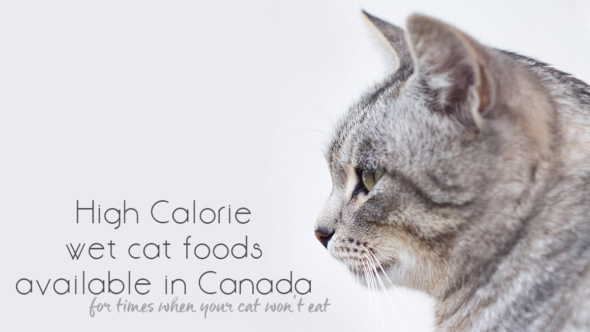 High Calorie Alternatives To Hills A D For Feeding Your Underweight Cat