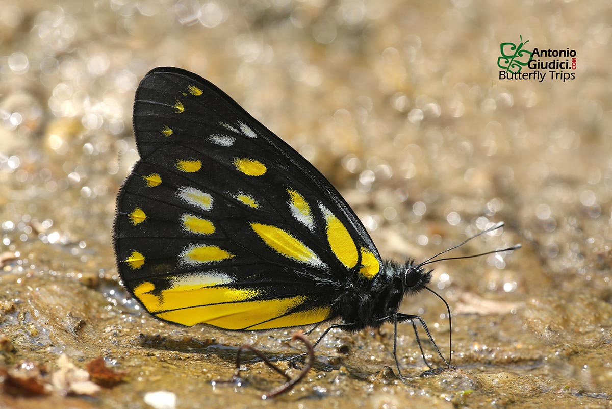 Delias berinda Thai Butterfly Trips