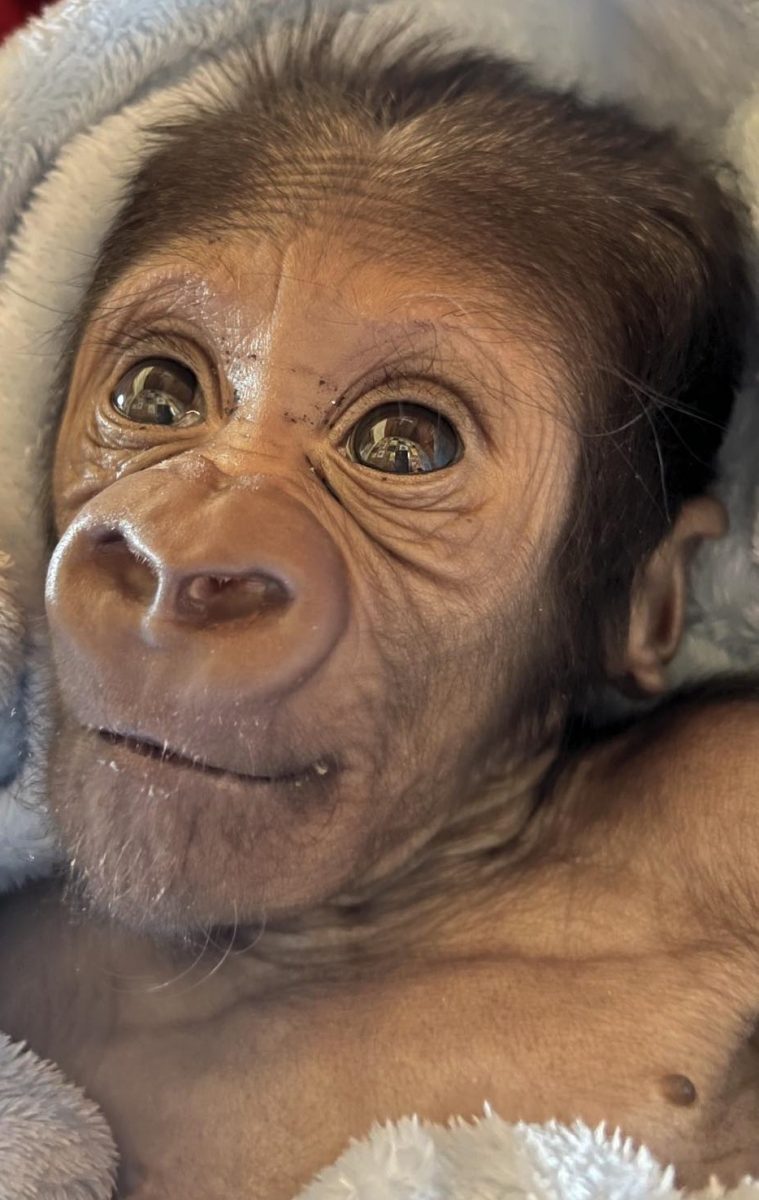 Mogo Wildlife Park’s baby gorilla Kaius beating the odds after a tough