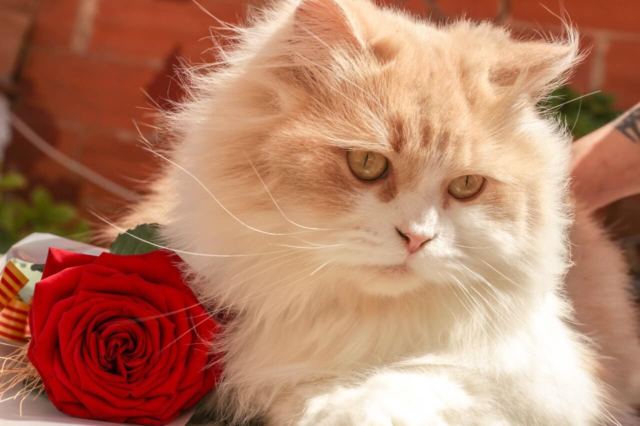 Best Cat Brush for Long Haired Cats in 2022 (with Reviews!)