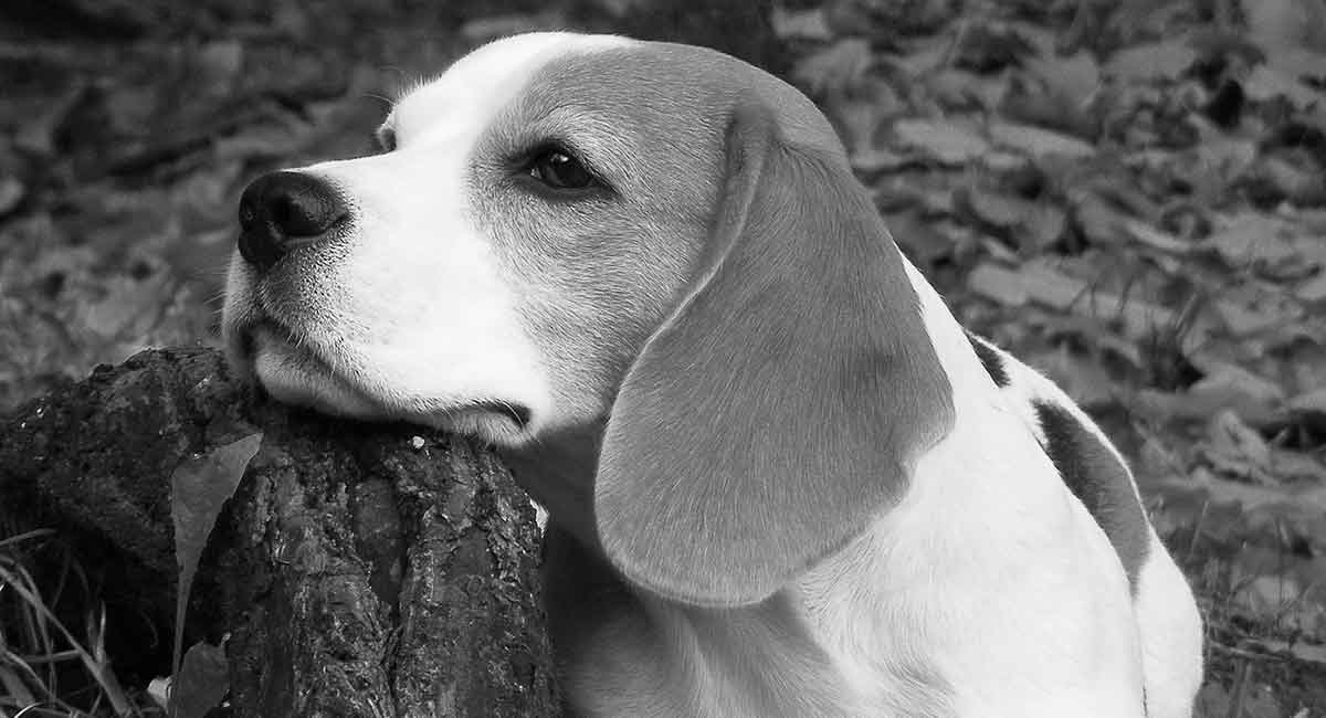 Black & White Beagle Colors and Patterns