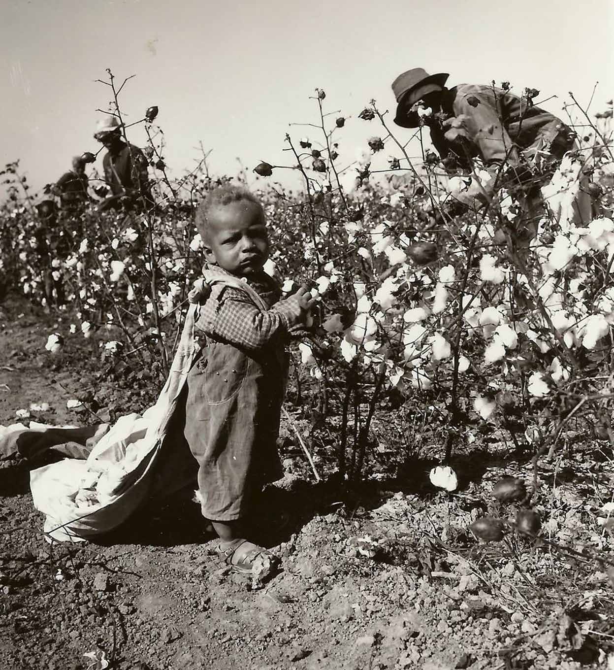 My CottonPicking Story… VOICE