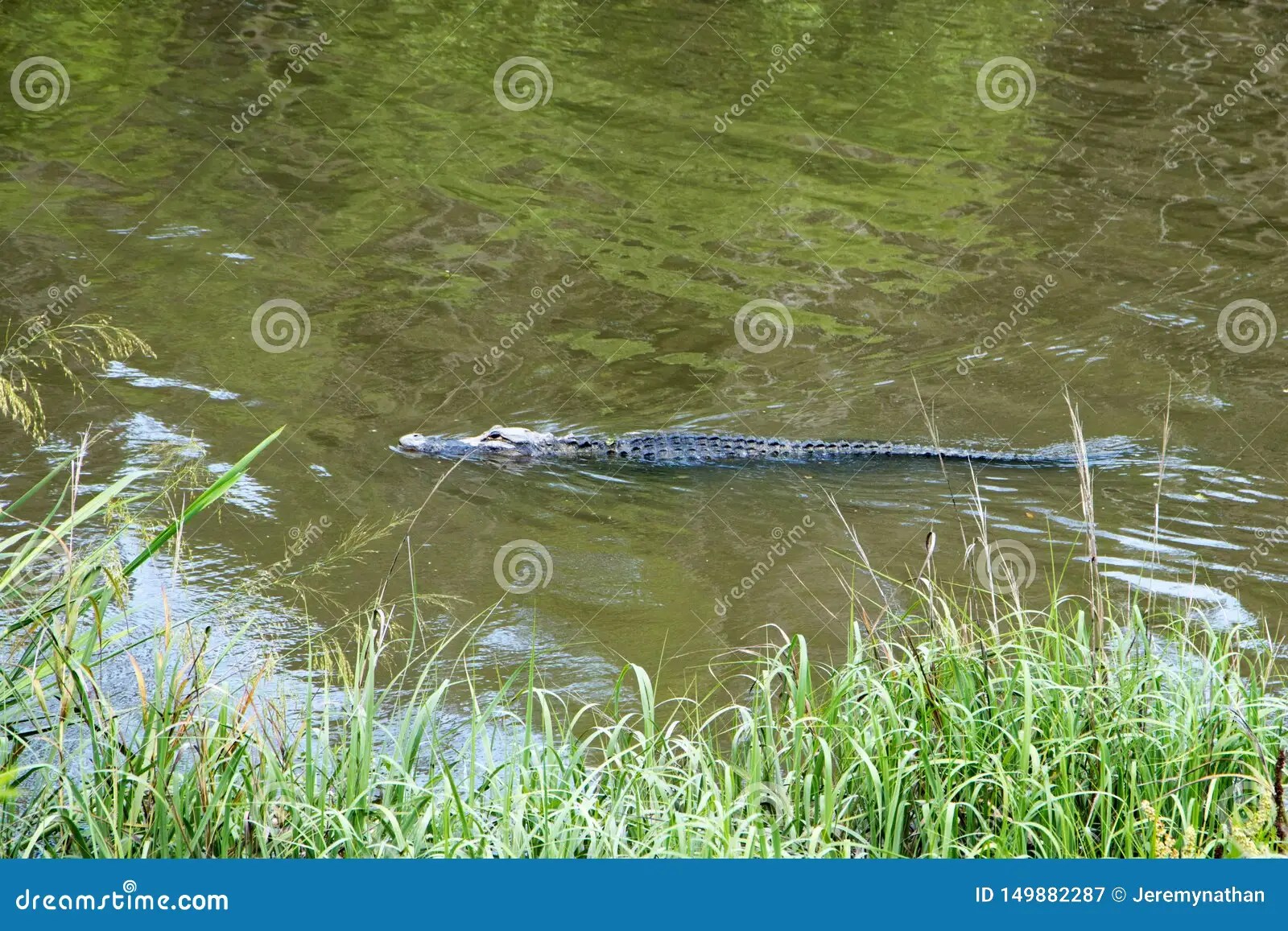 Alligator Swimming in Water Stock Image Image of alligators