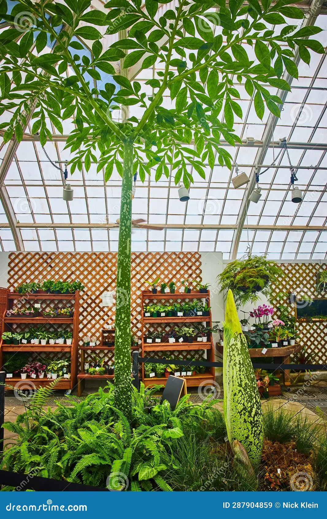 Tall Corpse Flower with Smaller Bud on Ground with Greenhouse and
