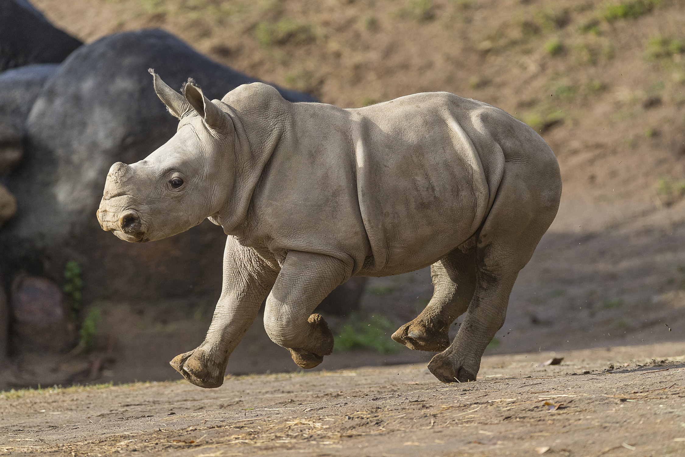 Southern White Rhino Baby 'Future' Now on Exhibit at Safari Park