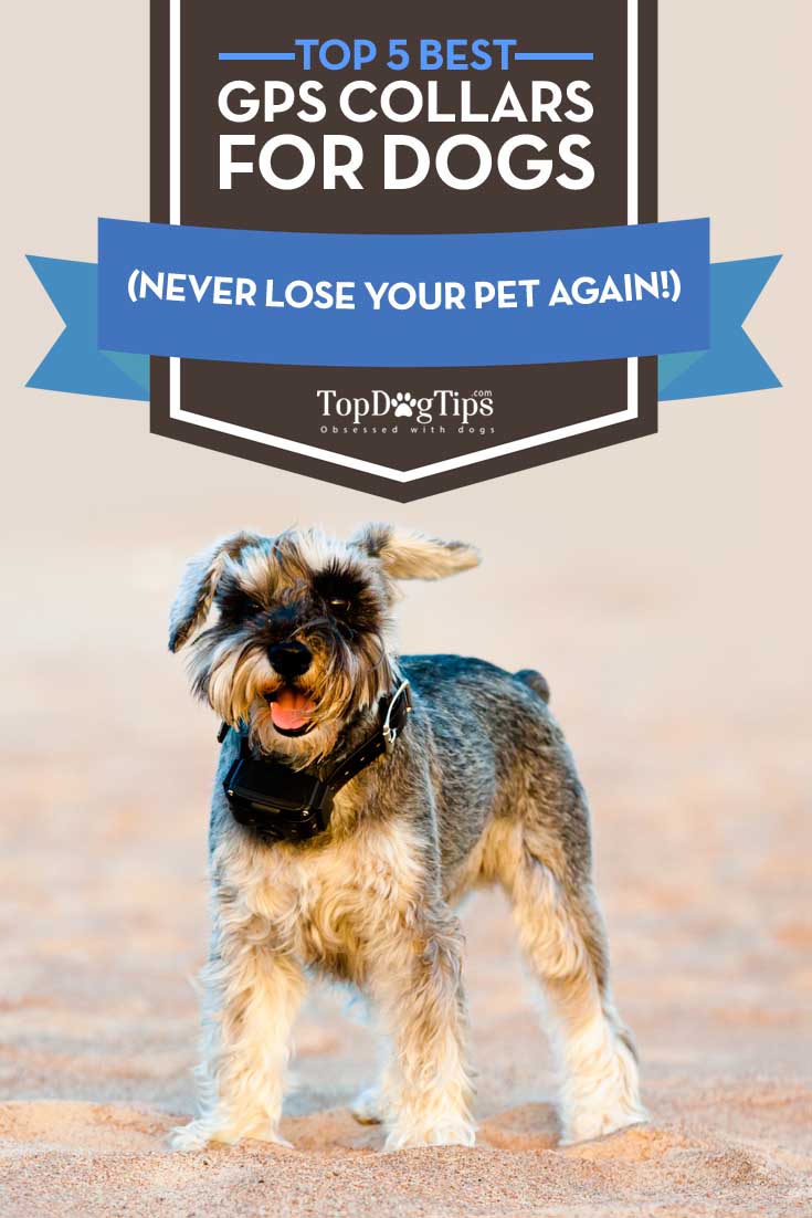 Top 15 Best Dog GPS Collars and GPS Trackers for Dogs in 2017