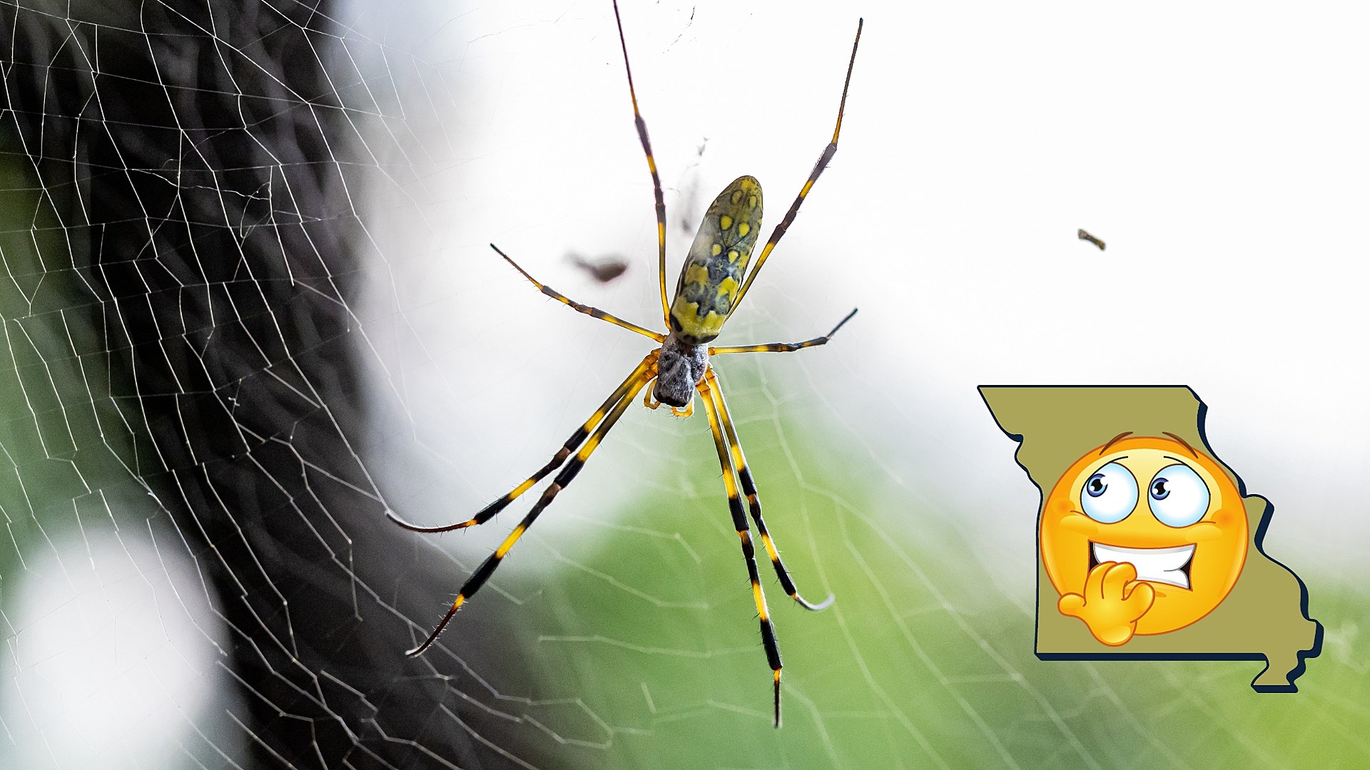 Beware Wicked Venomous Flying Spiders Headed Toward Missouri