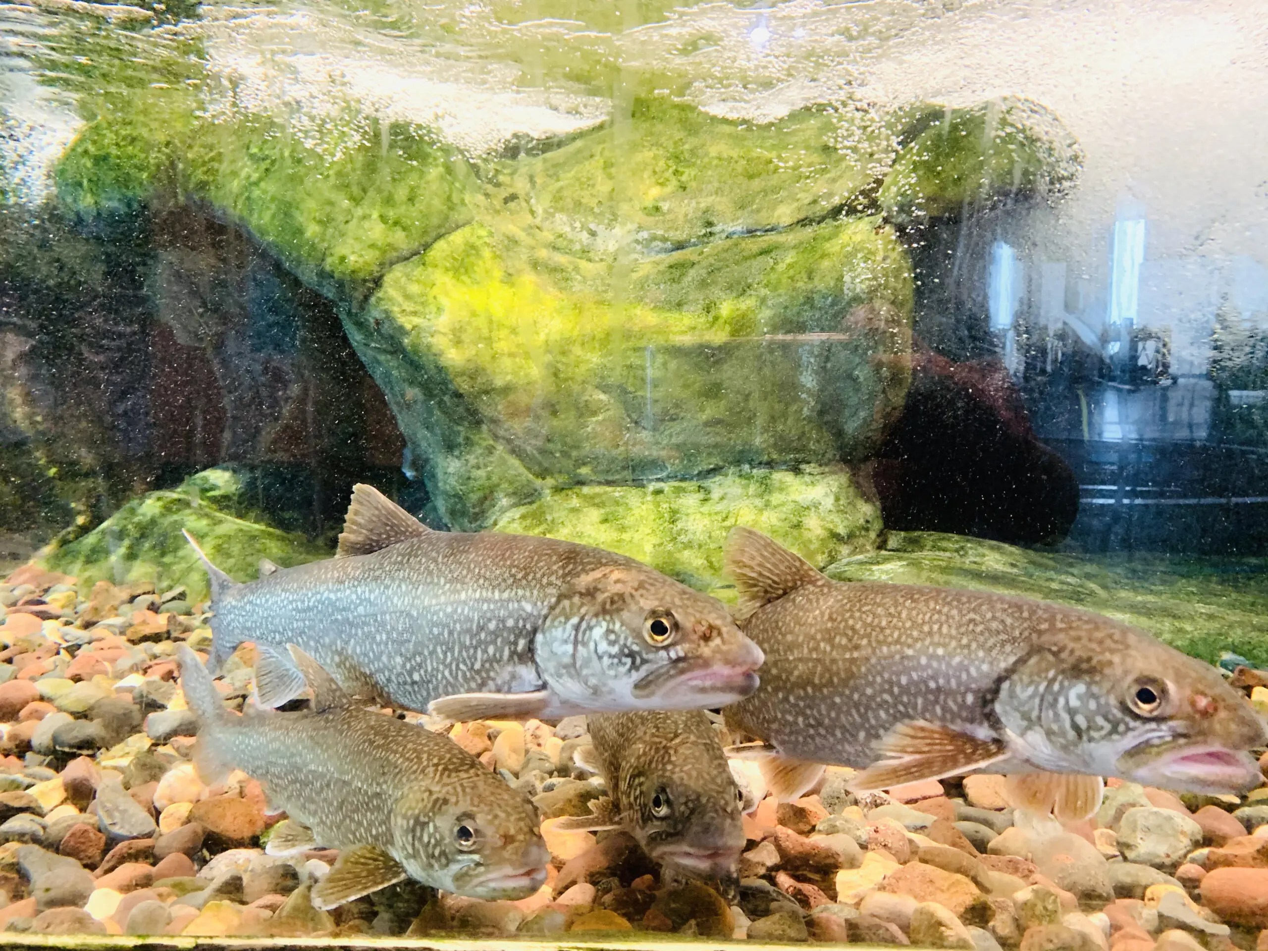 Duluth, MN is a place that we visit year-after-year with our kids! Get out Duluth family vacation 2-day itinerary as well as find out the best things to do in Duluth with kids! Our Duluth travel itinerary is sure to make lasting family memories! #duluthtravelitinerary #Duluthweekendgetaway #weekendinDuluth #Duluthfamilyvacation #bestthingstodoinDuluth #thingstodoinDuluthwithkids