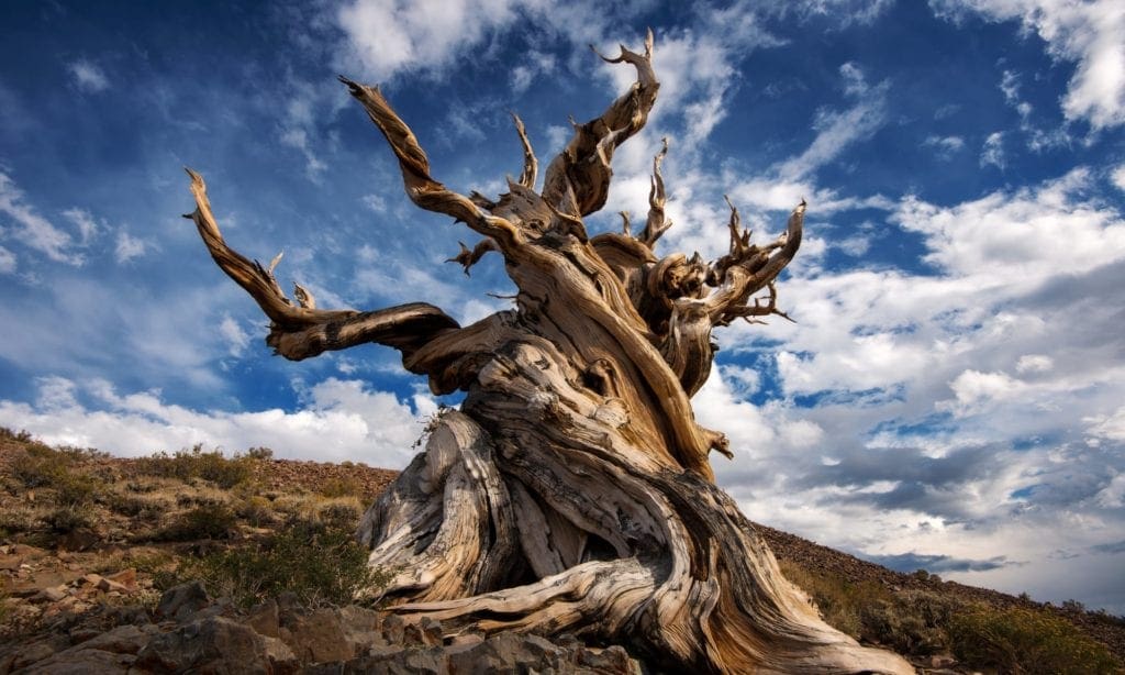 The Methuselah tree and the secrets of Earth’s oldest organisms The