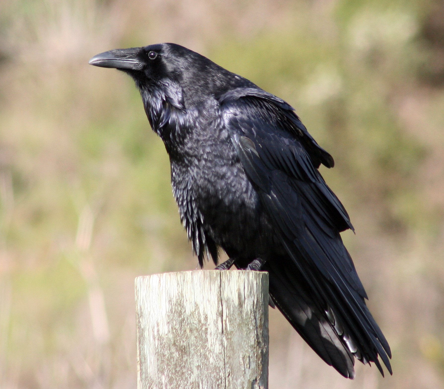 raven by David Hofmann.jpg Wikimedia Commons