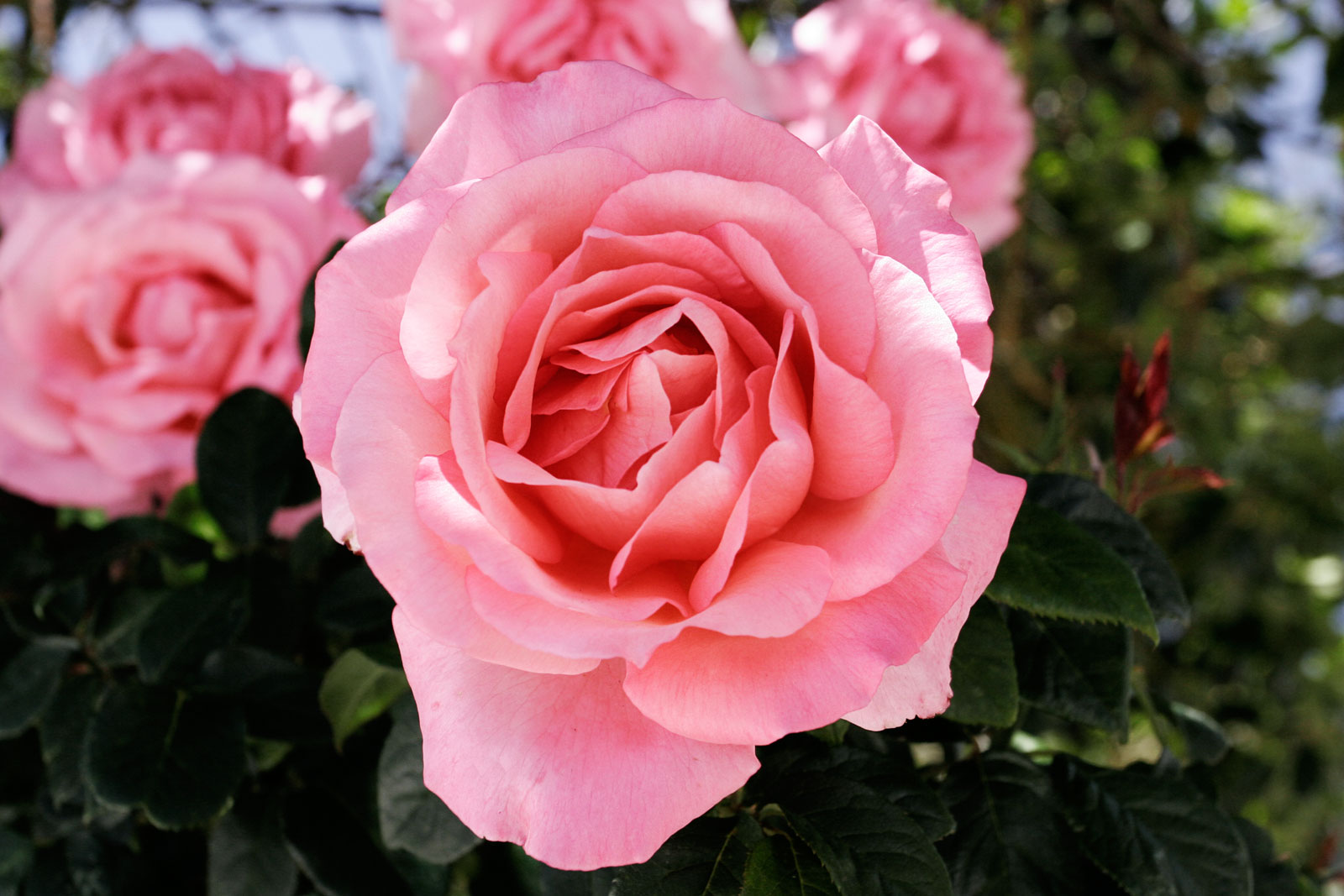 FilePink rose cultivar.jpg Wikimedia Commons