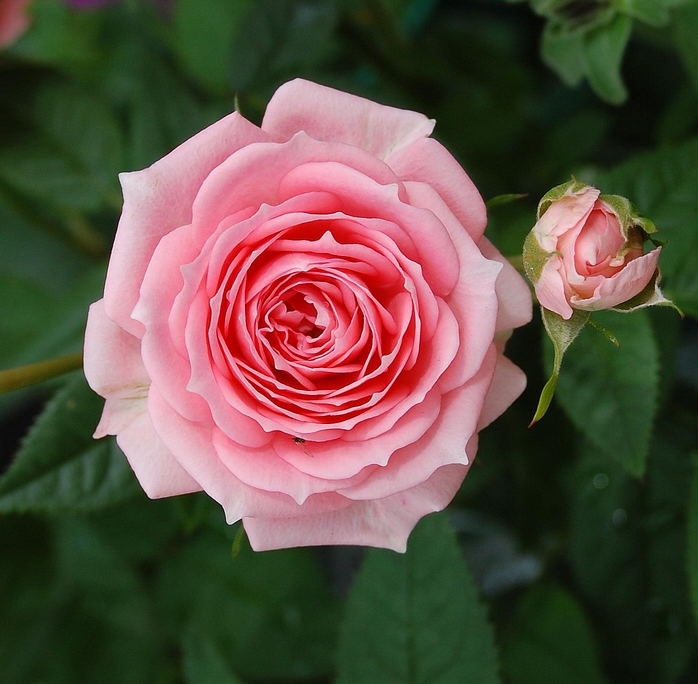 FilePink rose .JPG Wikimedia Commons