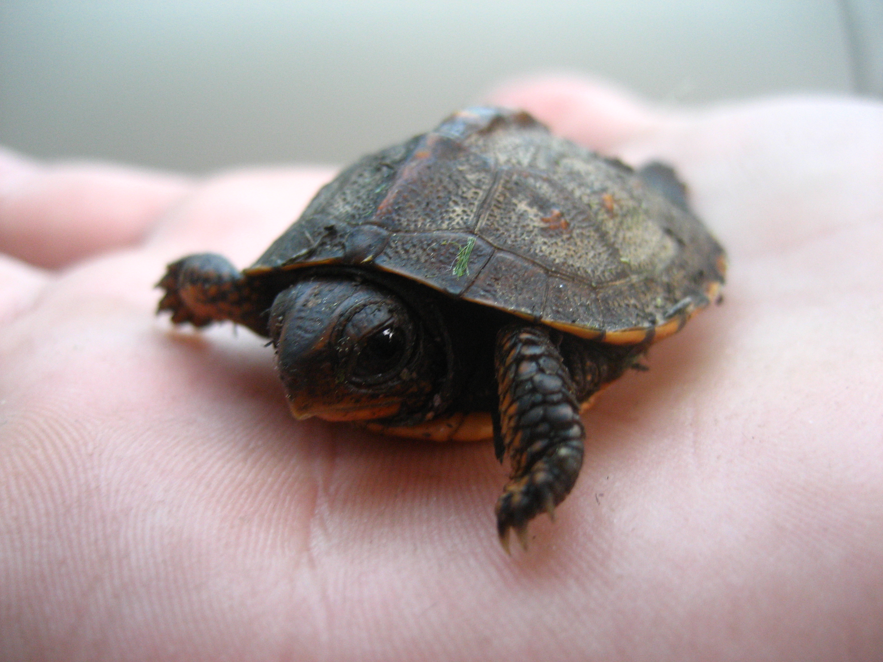 FileBaby turtle on hand.jpg Wikimedia Commons