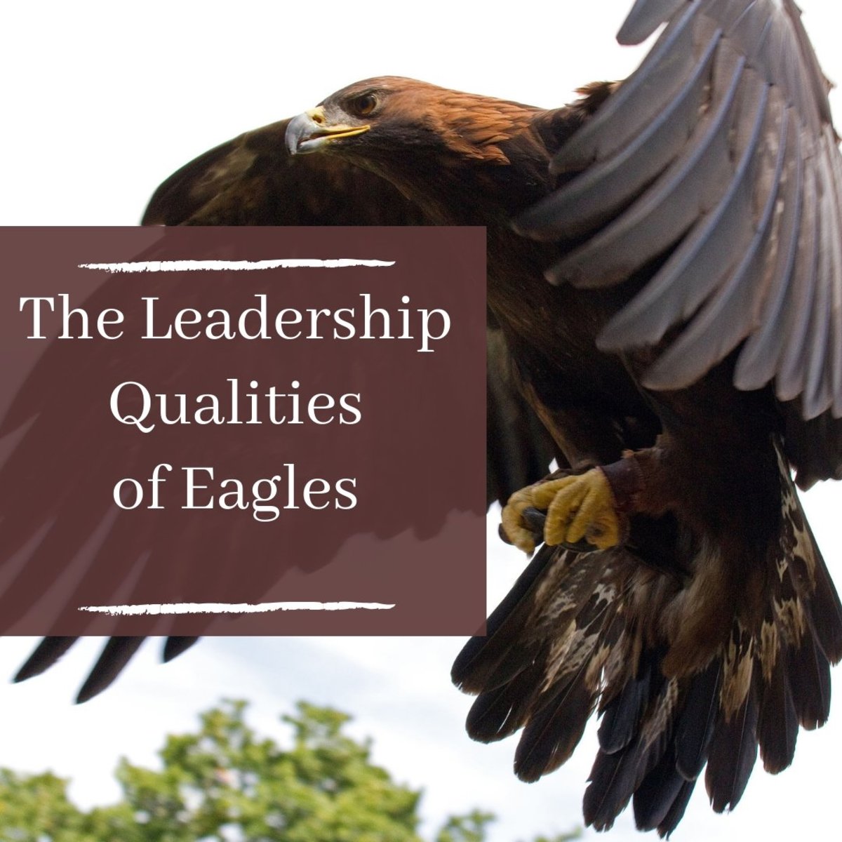 5 Positive Leadership Traits People Can Learn From Eagles ToughNickel