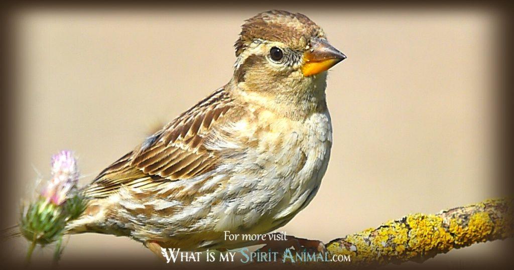 Sparrow Symbolism & Meaning Spirit, Totem & Power Animal