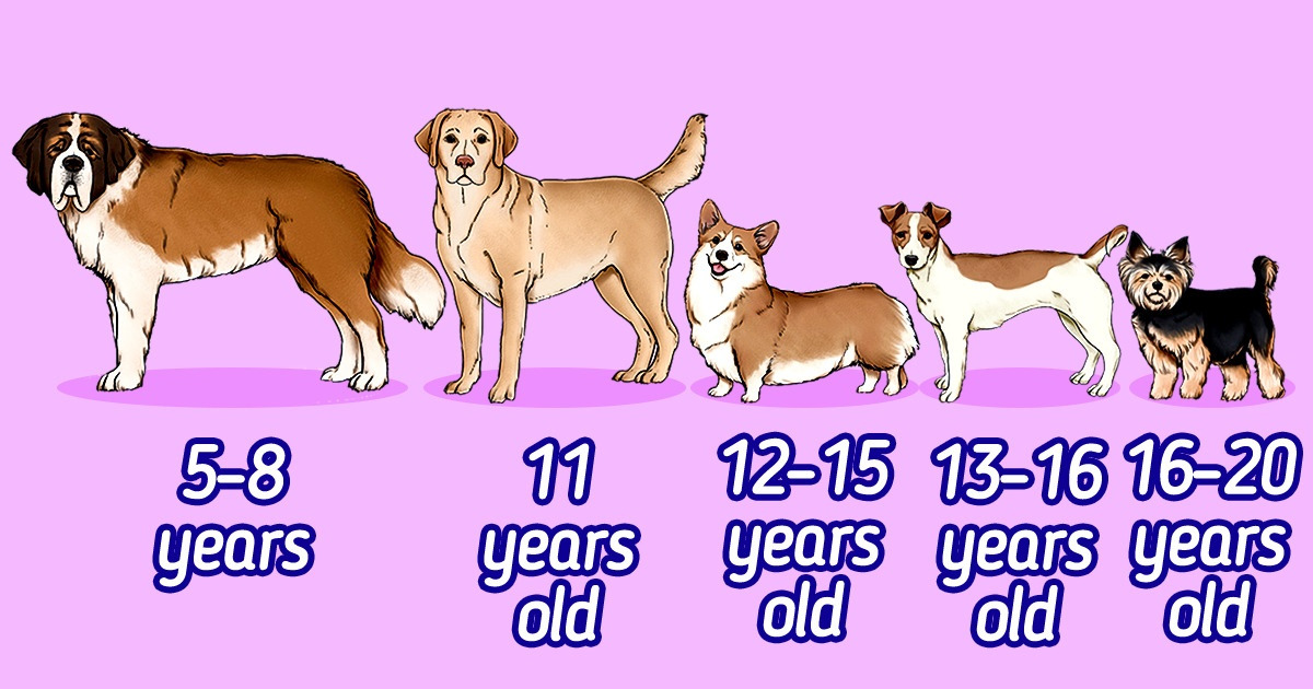 How Long Do Dogs Live The Average Lifespan of Popular Dog Breeds / Now
