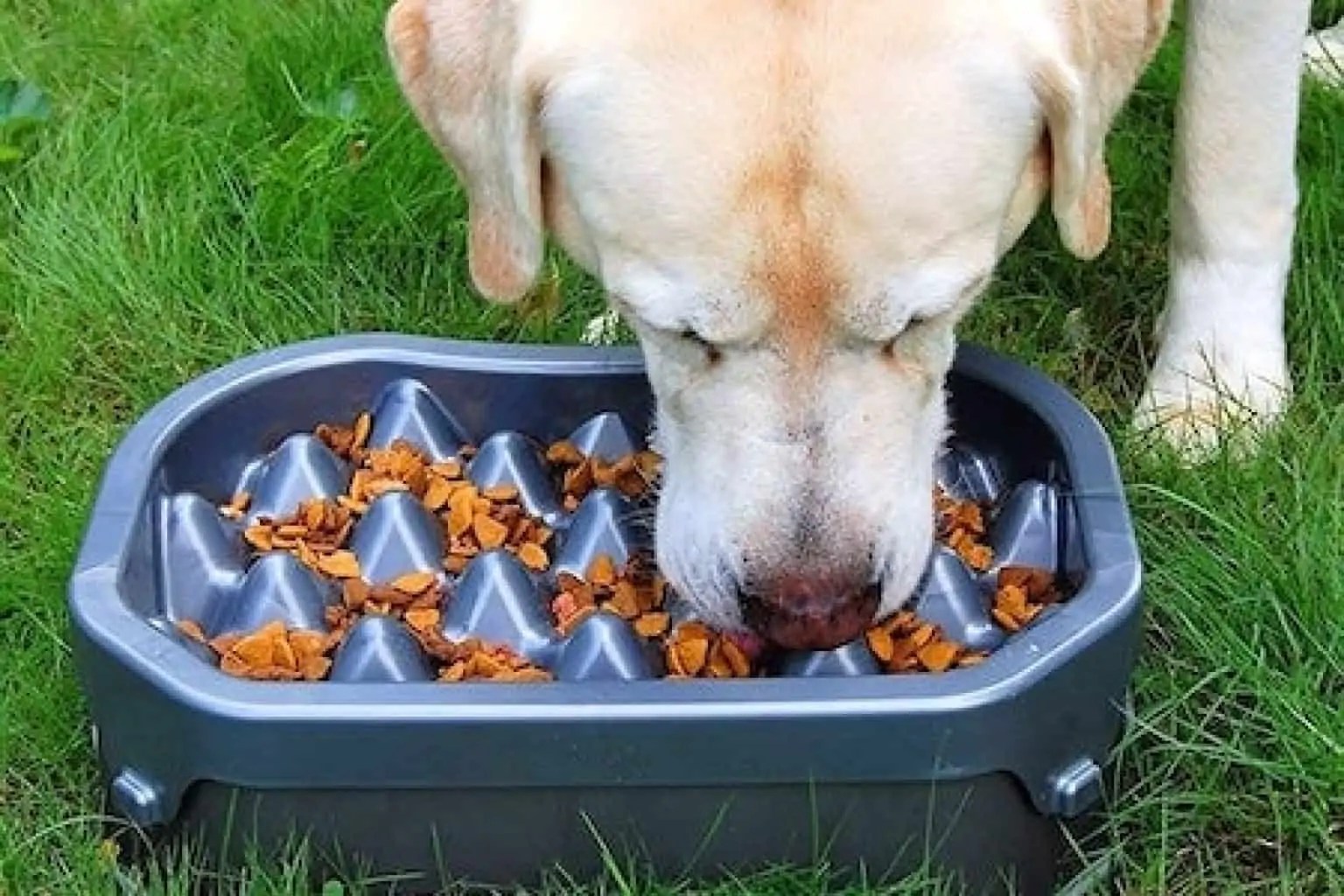 5 Best Slow Feeder Dog Bowls [Top