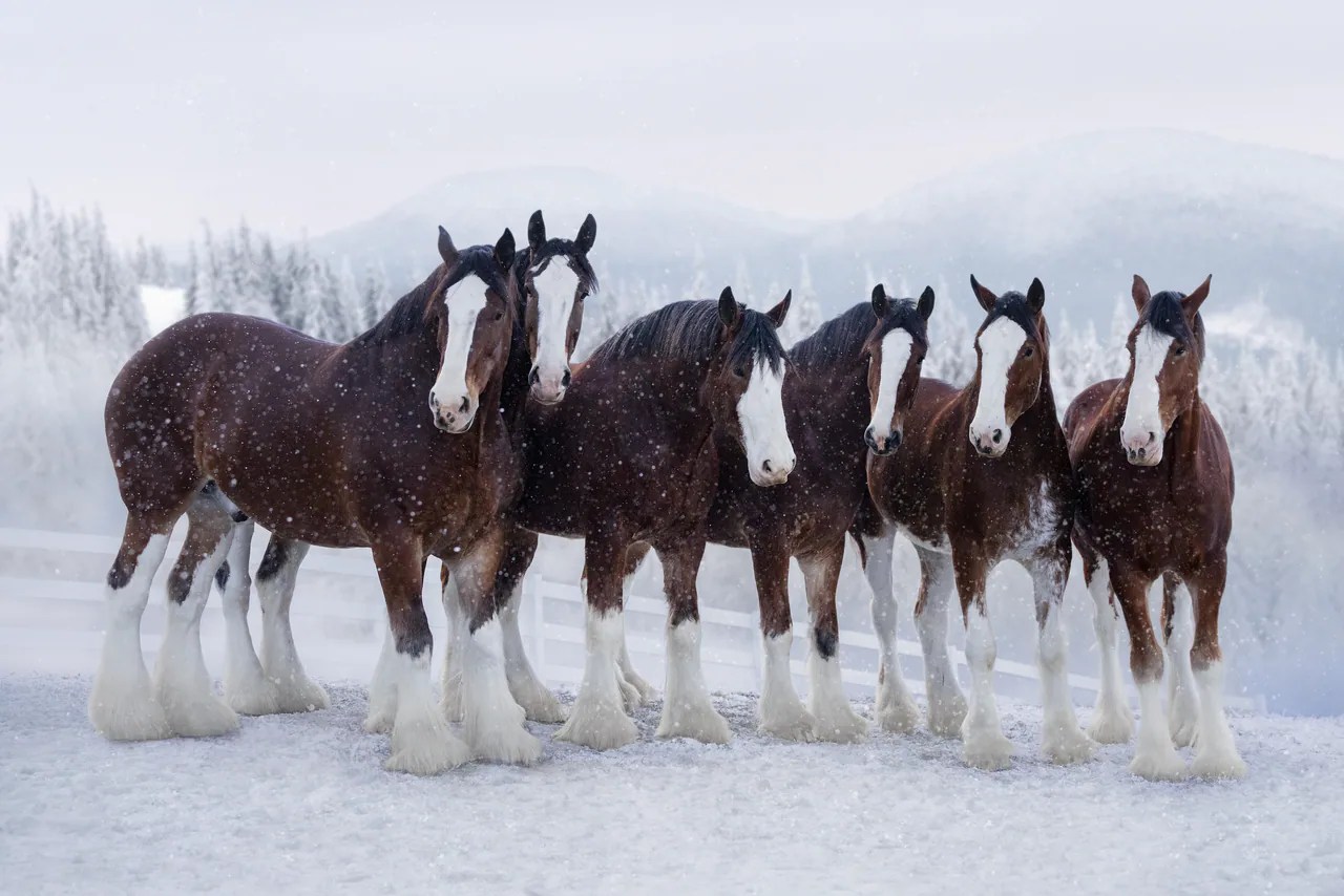 Budweiser Clydesdales Super Bowl 2024 commercial Here’s your sneak